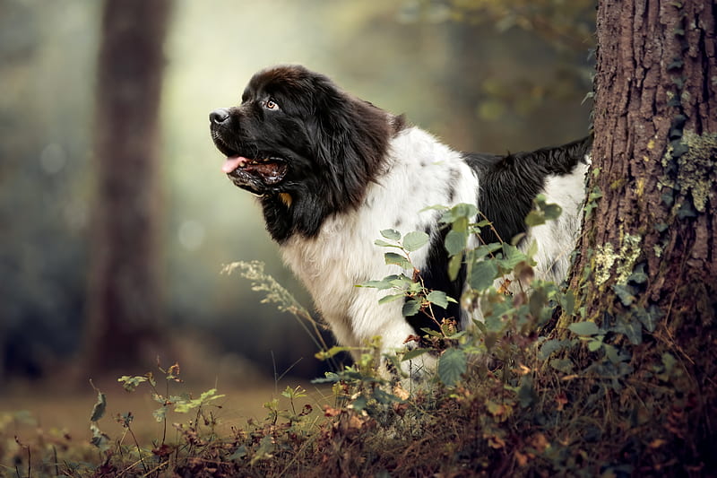 Dogs, Newfoundland, Dog, HD wallpaper