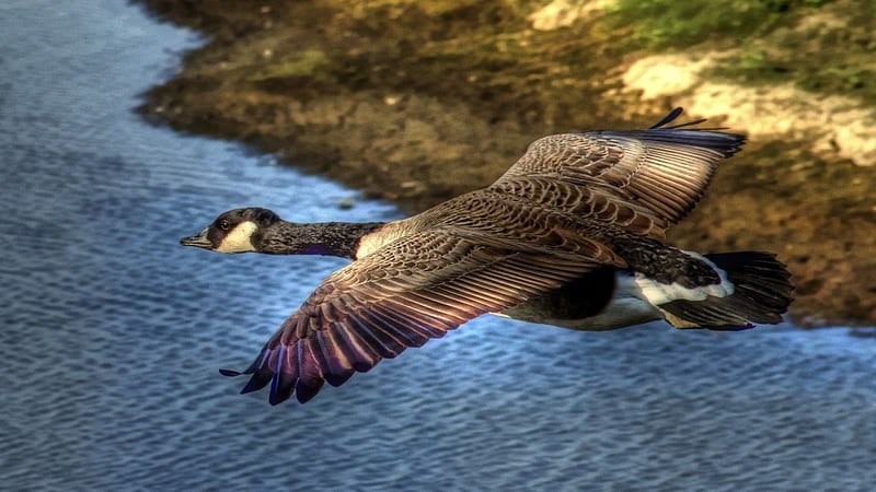 a canadian goose in flight r, wings, flight, river, r, goose, HD wallpaper