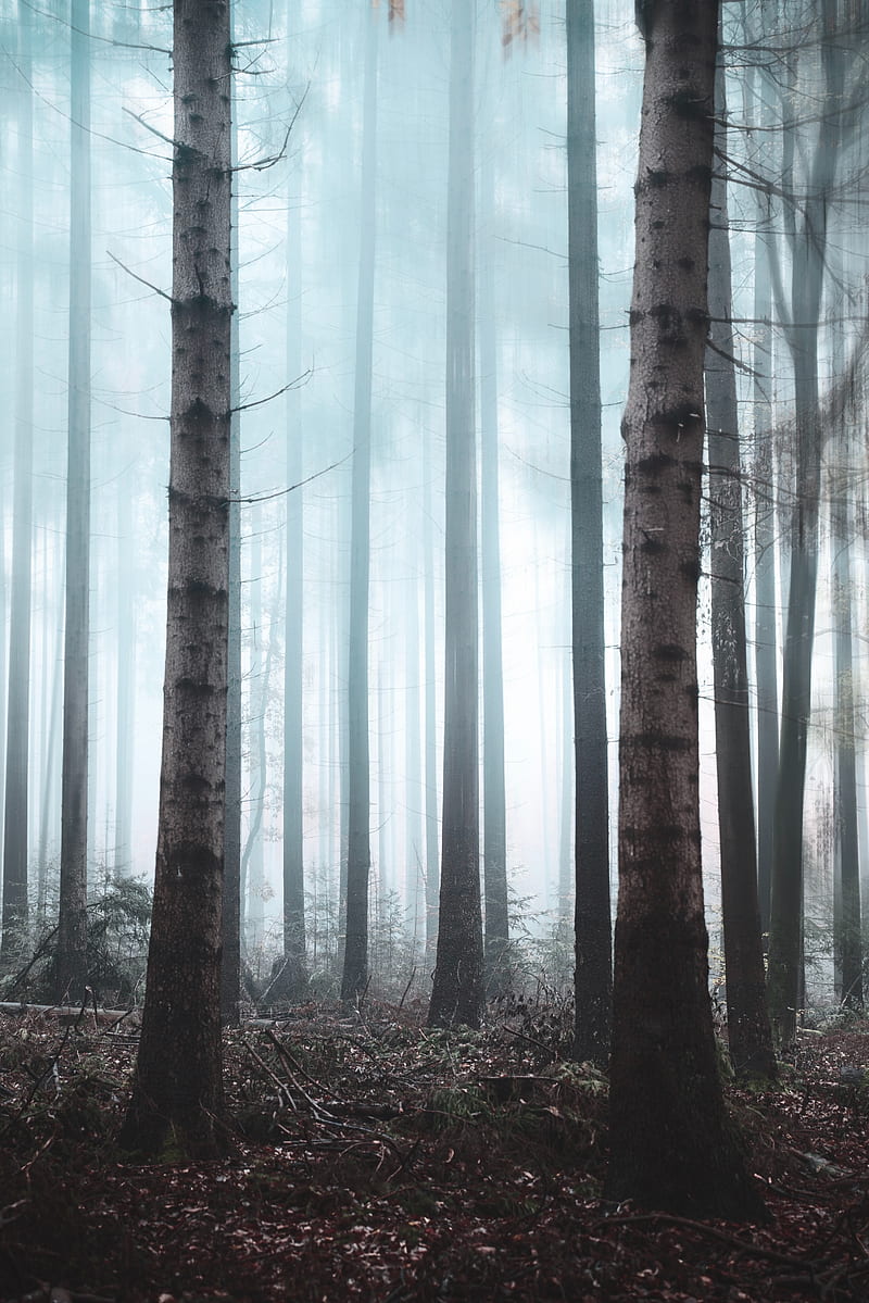 forest, fog, trees, haze, nature, HD phone wallpaper