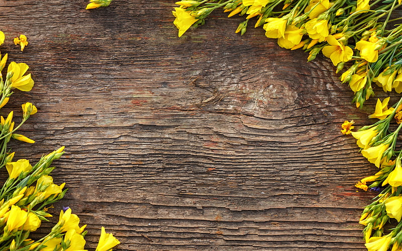 yellow flower frame, yellow daffodils, dark wooden background, wooden texture, spring flowers, HD wallpaper