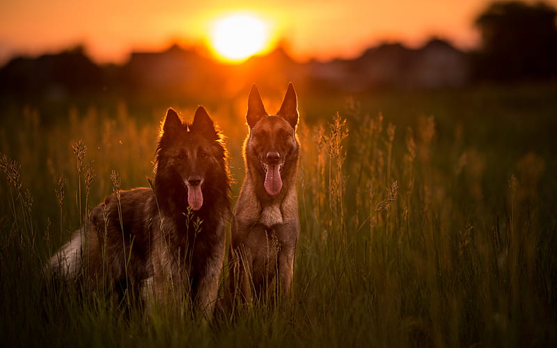 Belgian Malinois Dogs, lawn, cute animals, sunset, pets, dogs, Belgian Malinois, HD wallpaper