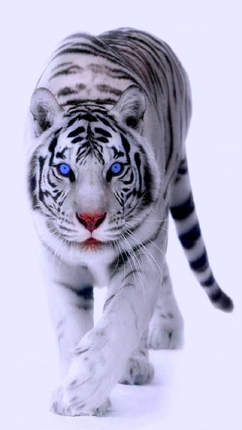 snow, tiger, white, HD phone wallpaper
