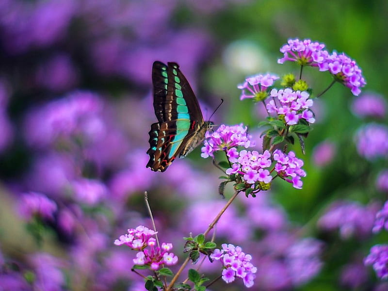 Spring break, wings, butterfly, purple, flowers, beauty, HD wallpaper