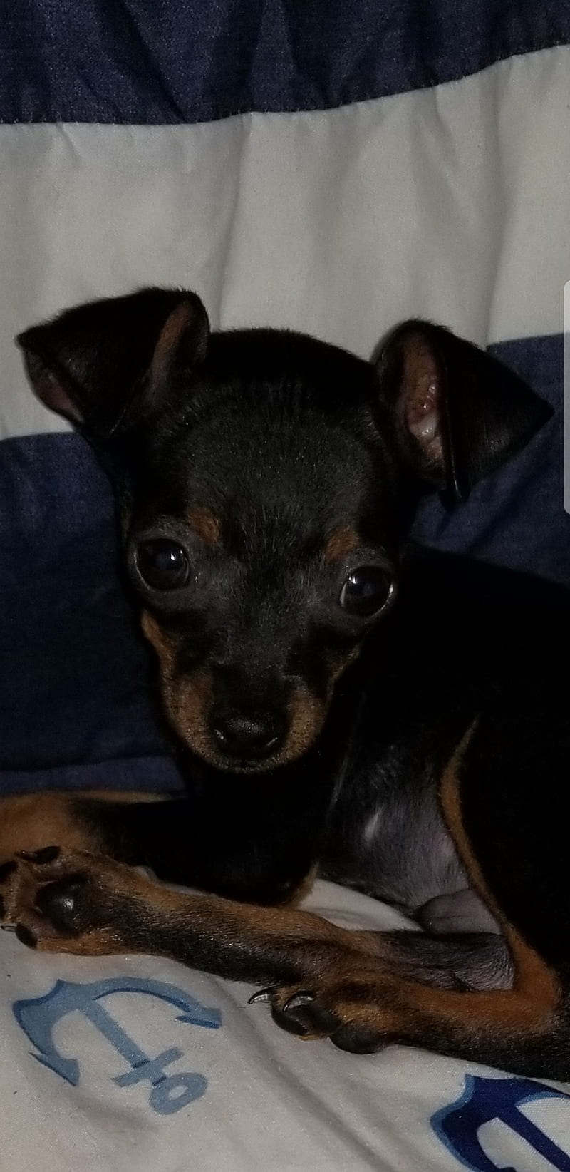 Teacup Doberman, black, cute, dog, HD phone wallpaper