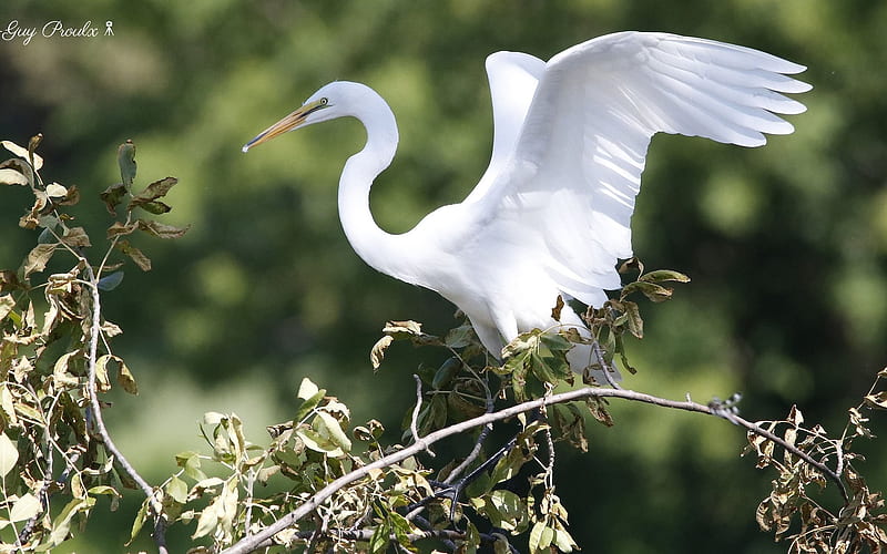Great Egret, wings, white, egret, bird, tree, HD wallpaper