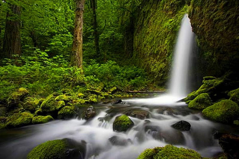 All alone by itself..., fall, waterfall, forest, greenery, HD wallpaper ...