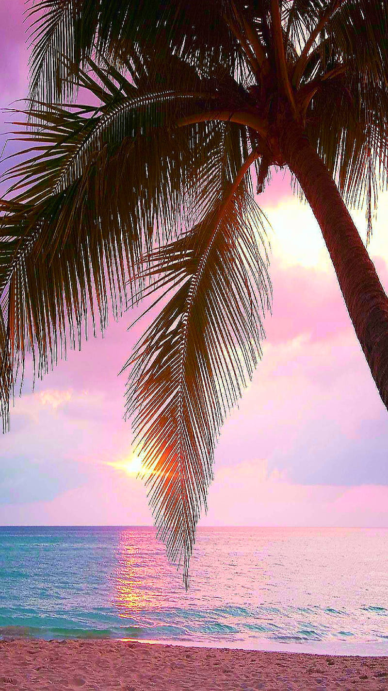 Tropical pink, palm, sky, sunset, HD phone wallpaper | Peakpx