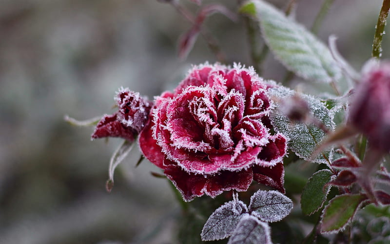 red, crystals, rose, snowflakes, flower, ice, frost, cold, HD wallpaper