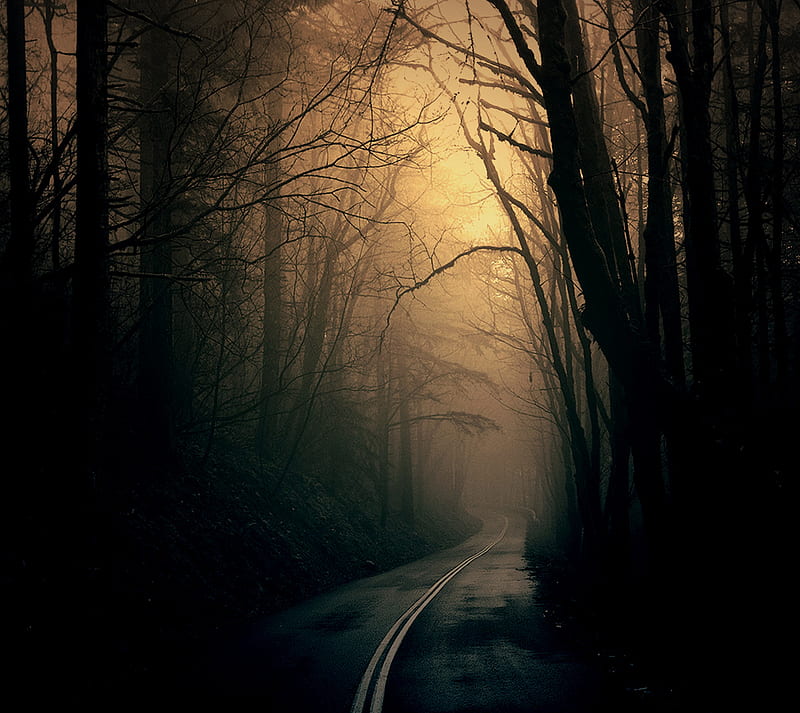 Light At The End, bonito, dark, forest, glow, haunting, road, shine, trees, HD wallpaper