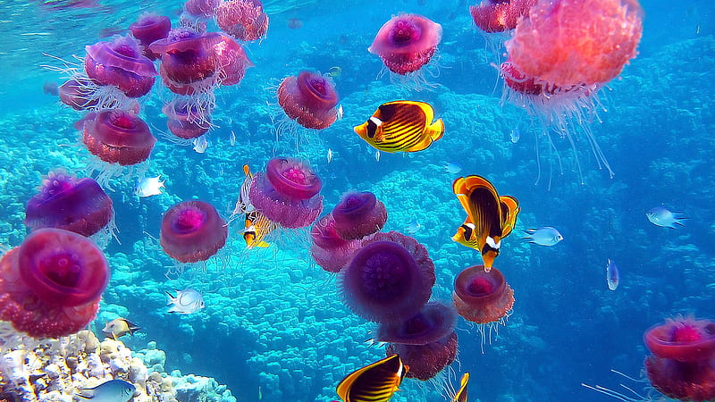 Beautiful Seaworld, underwater, fishes, bonito, jelly fish, sea, blue, HD  wallpaper | Peakpx