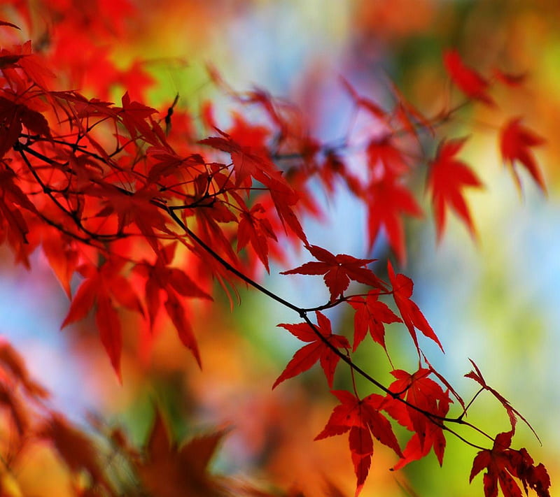 Red Autumn , 2012, cool, latest, love, nature, new, nice, rocky, tree, HD wallpaper