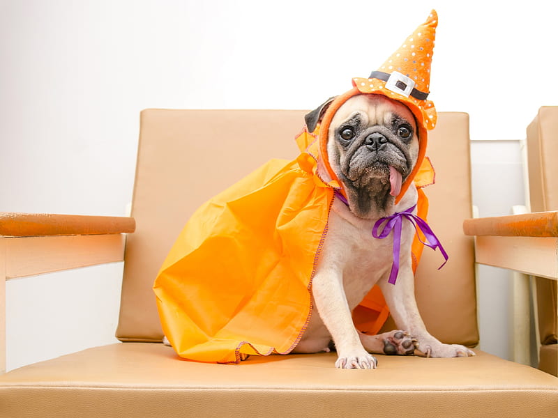 Happy Halloween!, halloween, caine, yellow, funny, pug, dog, animal, hat, HD wallpaper