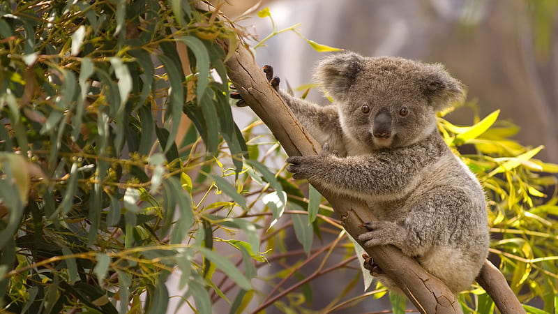 Animal, Koala, Wildlife, HD wallpaper