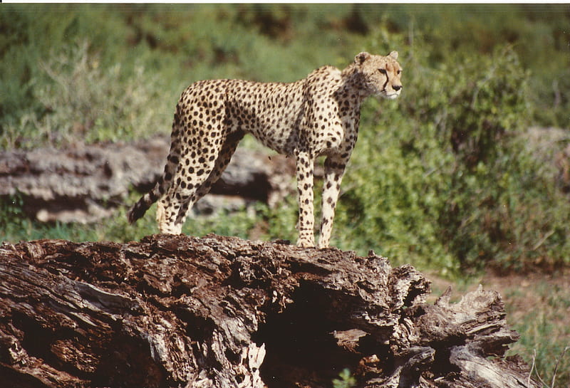 Cheetah spots dinner, Cheetah, Tsavo East and West National Parks, Amboseli National Park, Kenya, brushland, HD wallpaper