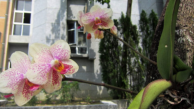 Pretty orchids, Pretty, orchids, campus, bonito, soft, pink, HD wallpaper