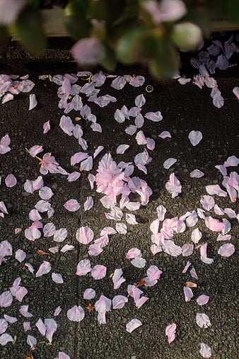 flower petal texture tumblr