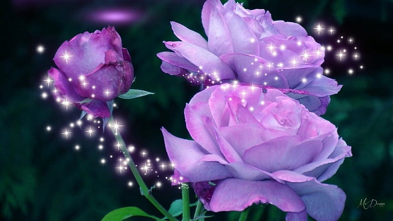 Lavender Star Roses, lilac, stars, shine, lavender, roses, sparkle, butterfly, purple, summer, HD wallpaper