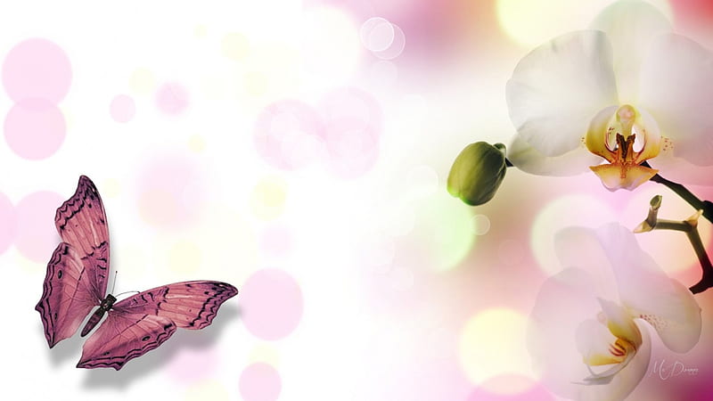 Orchid Romance, exotic, soft, spring, floral, orchids, bokeh, butterfly, summer, flowers, pink, HD wallpaper
