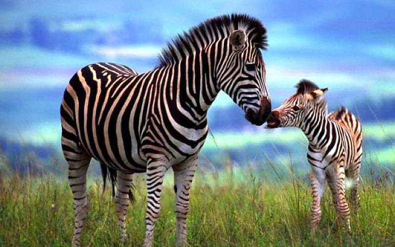 zebra and baby, life, wild, mama, zebra, baby, HD wallpaper