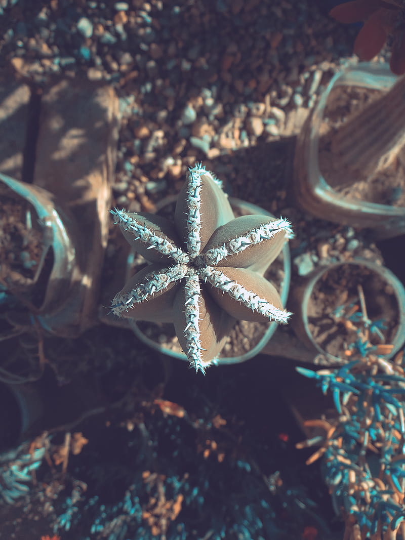 Cactus, beach, landscape, plant, plants, sea, vintage, vista aerea, HD