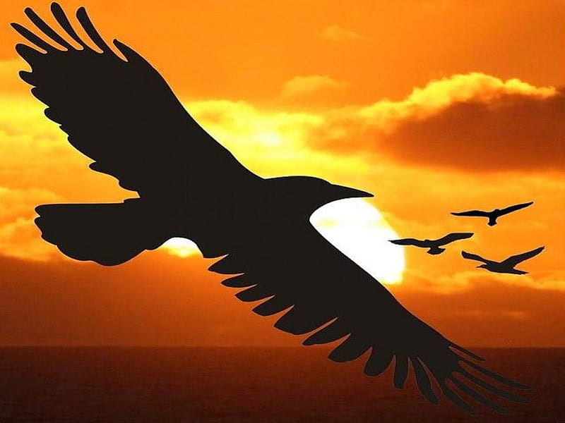 I Want To Fly Like An Eagle... fly, sun, wings, bird, eagle, sunset, HD wallpaper