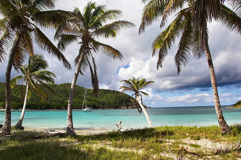 Salt Whistle Bay Mayreau, Grenadines, Sea, Beaches, Palms, Tropics, Bays, Nature, HD wallpaper