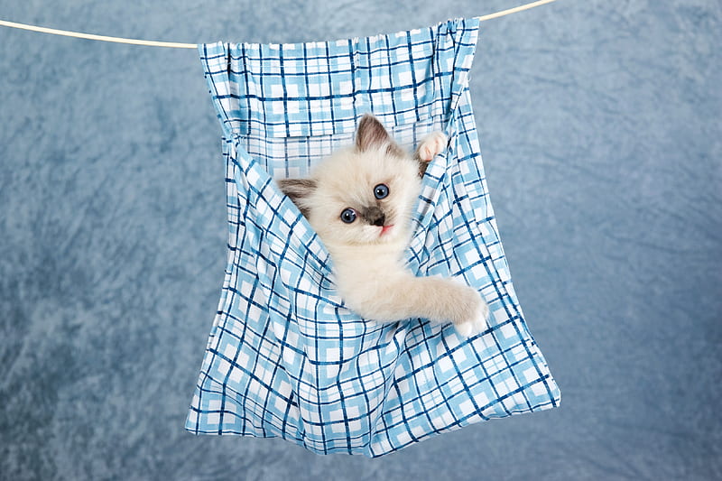 Kitten in a Sack, cute, sack, kitten, animals, HD wallpaper