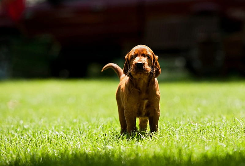 Is there anybody out there., cute, sun, grass, summer, puppy, dog, HD wallpaper