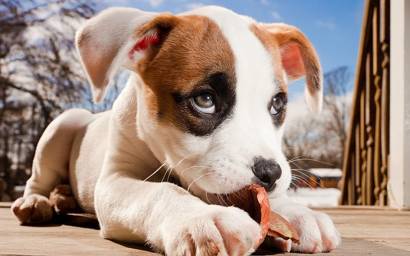 beagle, puppy, dogs, cute animals, HD wallpaper