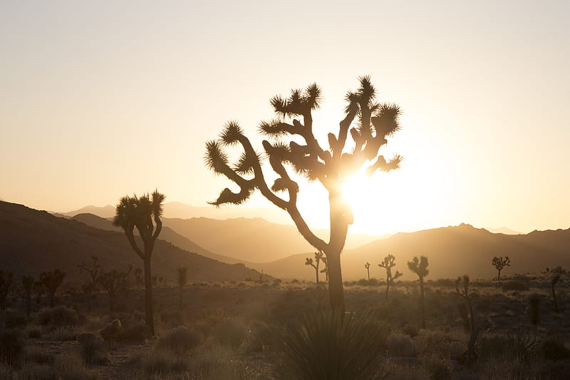 plant in desert with sun glaring behind, HD wallpaper