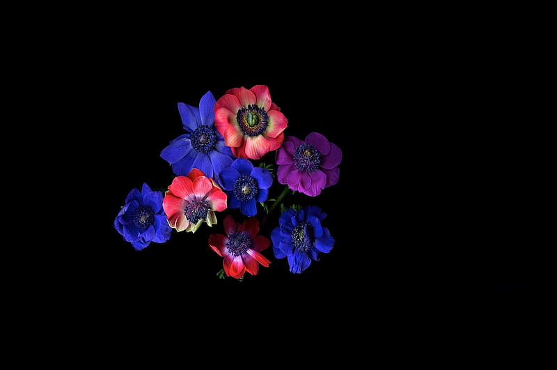 blue and red flowers, violet, flowers, blue, red, black, HD wallpaper
