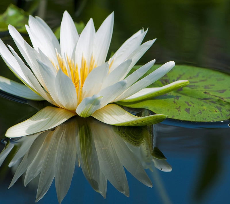 Flor de agua, mira, bonito, Fondo de pantalla HD | Peakpx