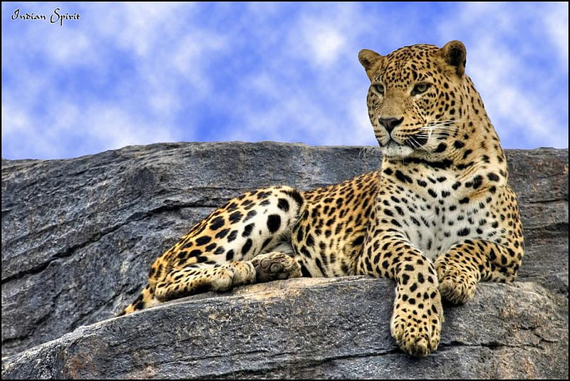 LEOPARD ON A ROCK, carnivor, leopard, predator, feline, rock, wildlife, big cats, HD wallpaper