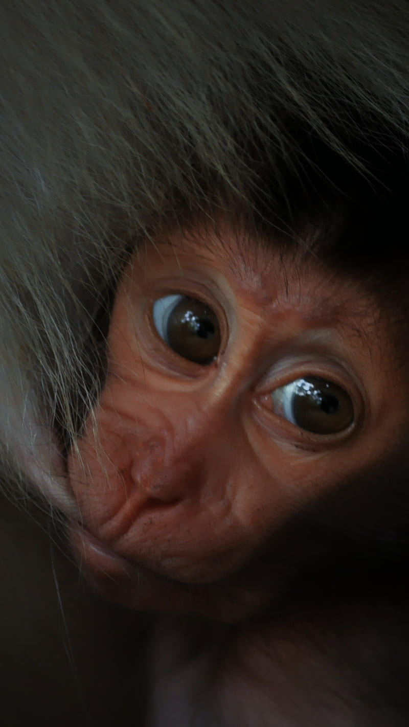Baby Feeding, Baby, animal, baby monkey, close-up, cute monkey, eye, monkey feeding, graphy, stare, HD phone wallpaper