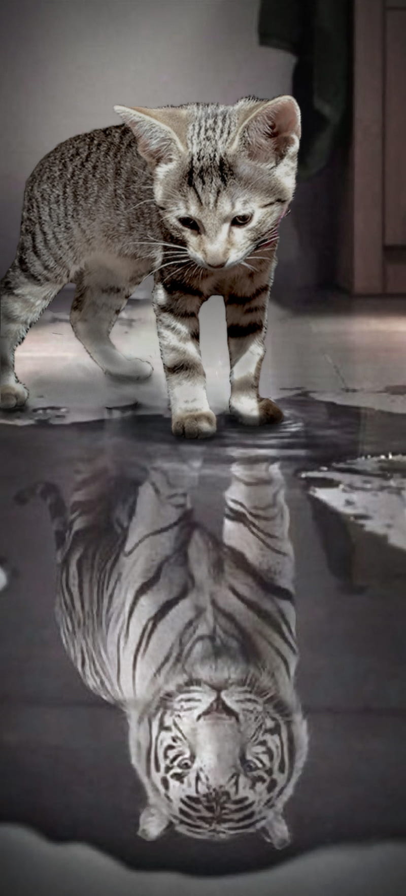 Tiger reflection, animal, black and white, cat, cute, kitten, HD phone wallpaper