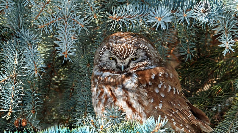 Boreal owl Jungle Saskatchewan Canada Bing, HD wallpaper
