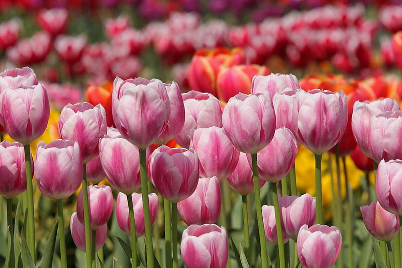Tulipanes para ti !, mejor, bonito, precioso, rosa, Fondo de pantalla HD |  Peakpx