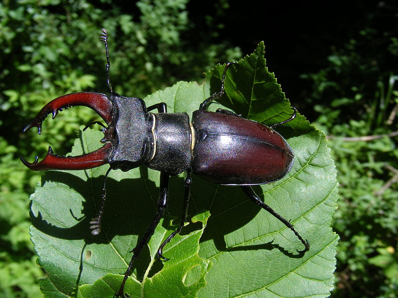 Stag Beetle, Animal, Bug, Nature, HD wallpaper