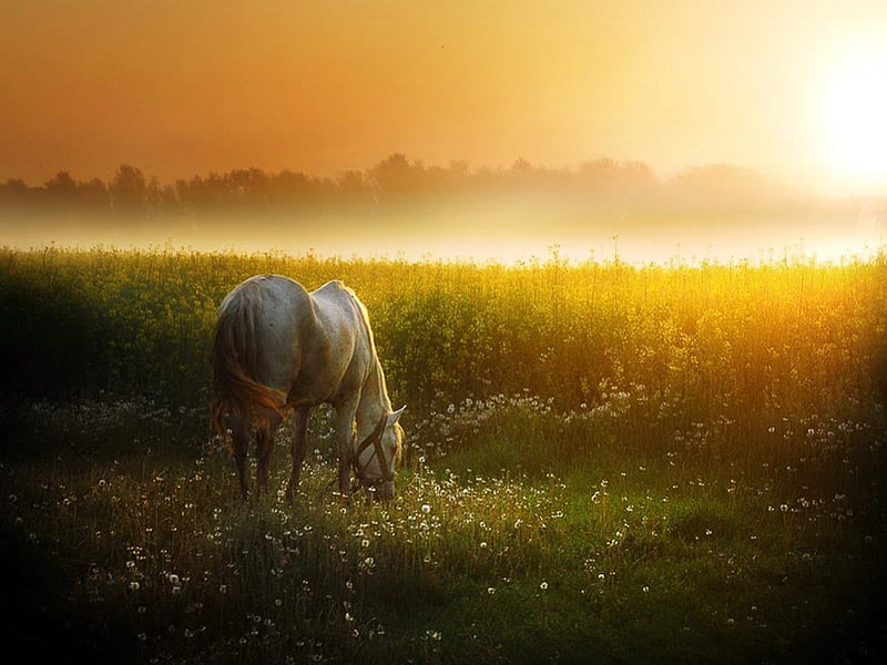 Quiet grazing, flowers, evening, horse, field, mist, HD wallpaper