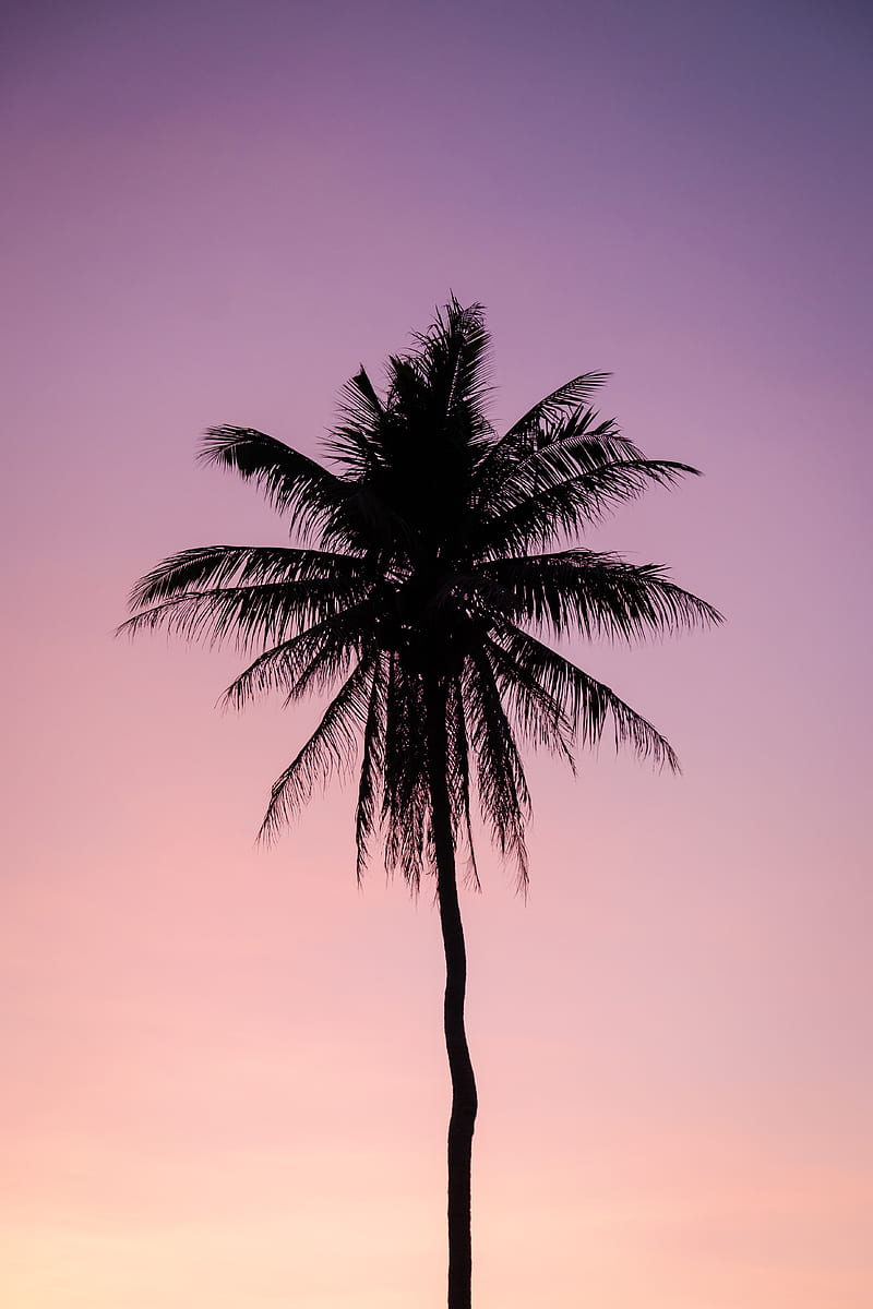 palm, tree, dark, twilight, purple, HD phone wallpaper