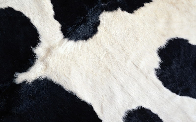 Cow skin, cow, texture, black, skin, white, HD wallpaper