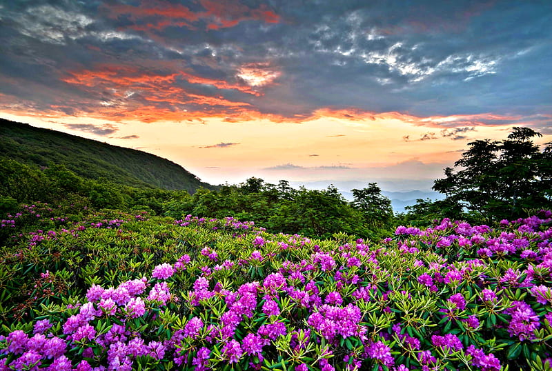 Blooming Rhododendron, Rhododendron, Sky, Meadow, Nature, HD wallpaper