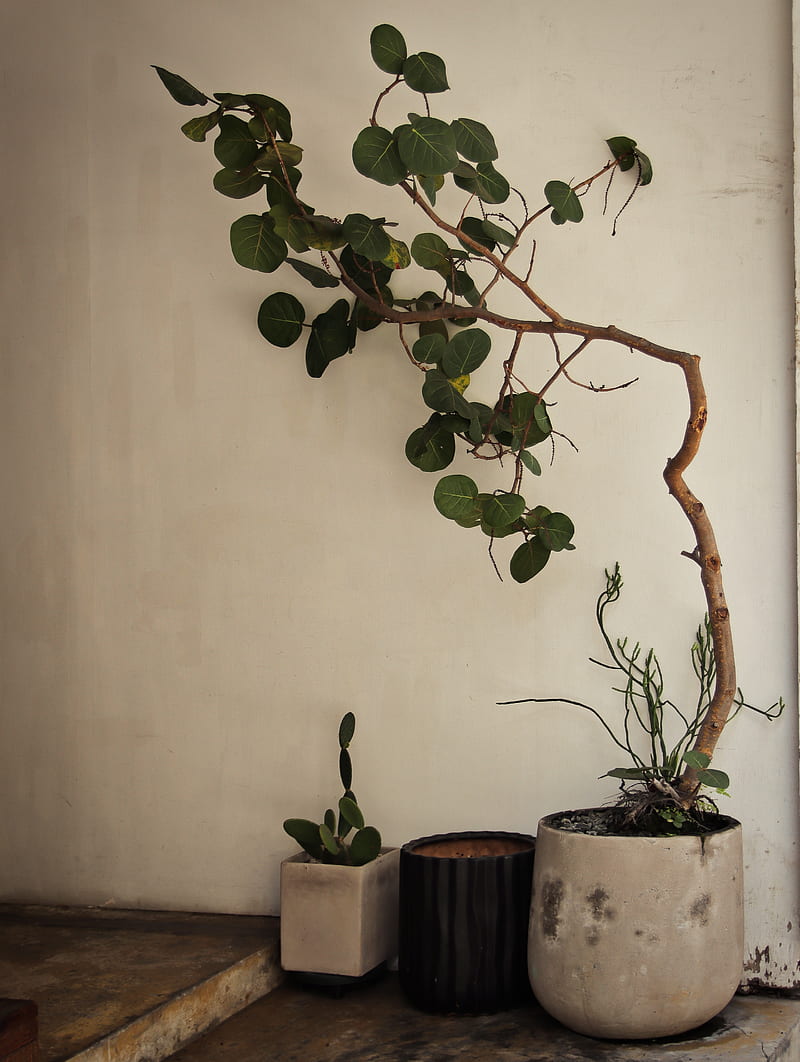 green plant on blue ceramic pot, HD phone wallpaper