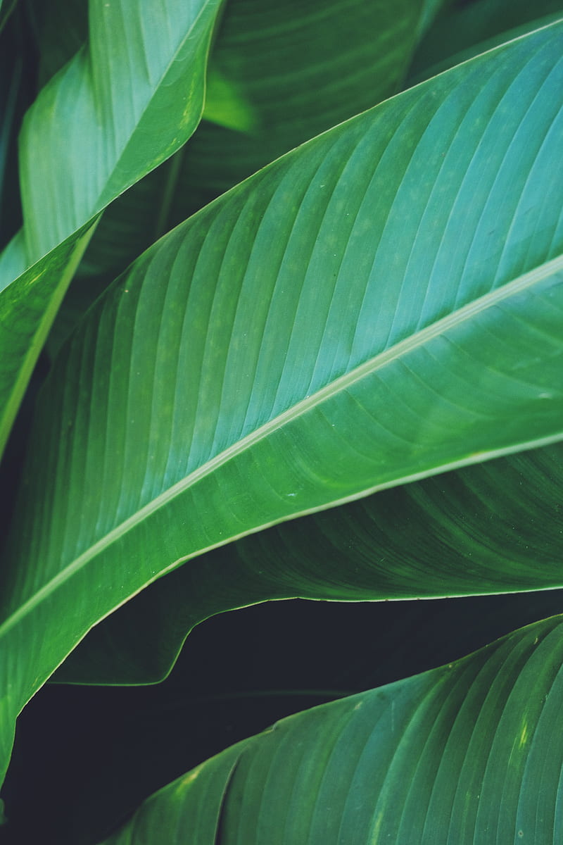 green banana leaf, HD phone wallpaper