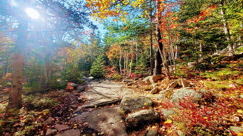 Acadia National Park, Maine, sun, autumn, stones, leaves, usa, colors, trees, HD wallpaper
