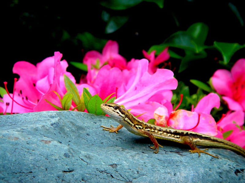 NATURE LOVED by EVERY CREATURES, amphibians, lizard, salamander, Little Brown Skink, flowers, azaleas, HD wallpaper