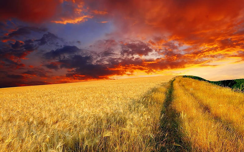 farmland, sunset, field, wheat, HD wallpaper
