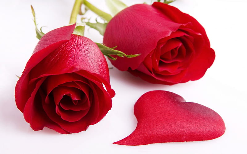 Dos rosas rojas, rojas, encantadoras, rosas, frescas, Fondo de pantalla HD  | Peakpx