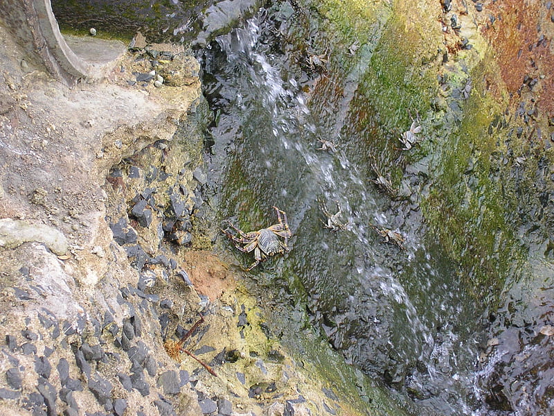 Crab on rocks by the beach, beach, rocks, water, crab, HD wallpaper