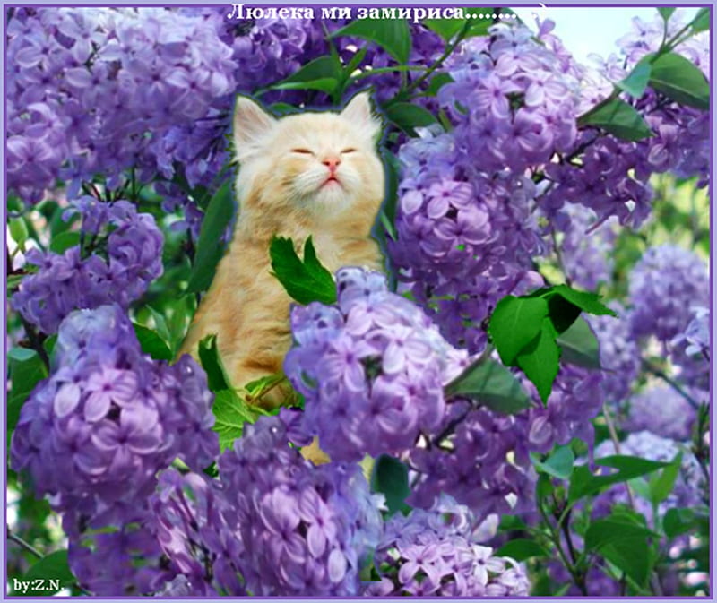 lilac smells of the cat, lilac, flowers, smells, cat, HD wallpaper